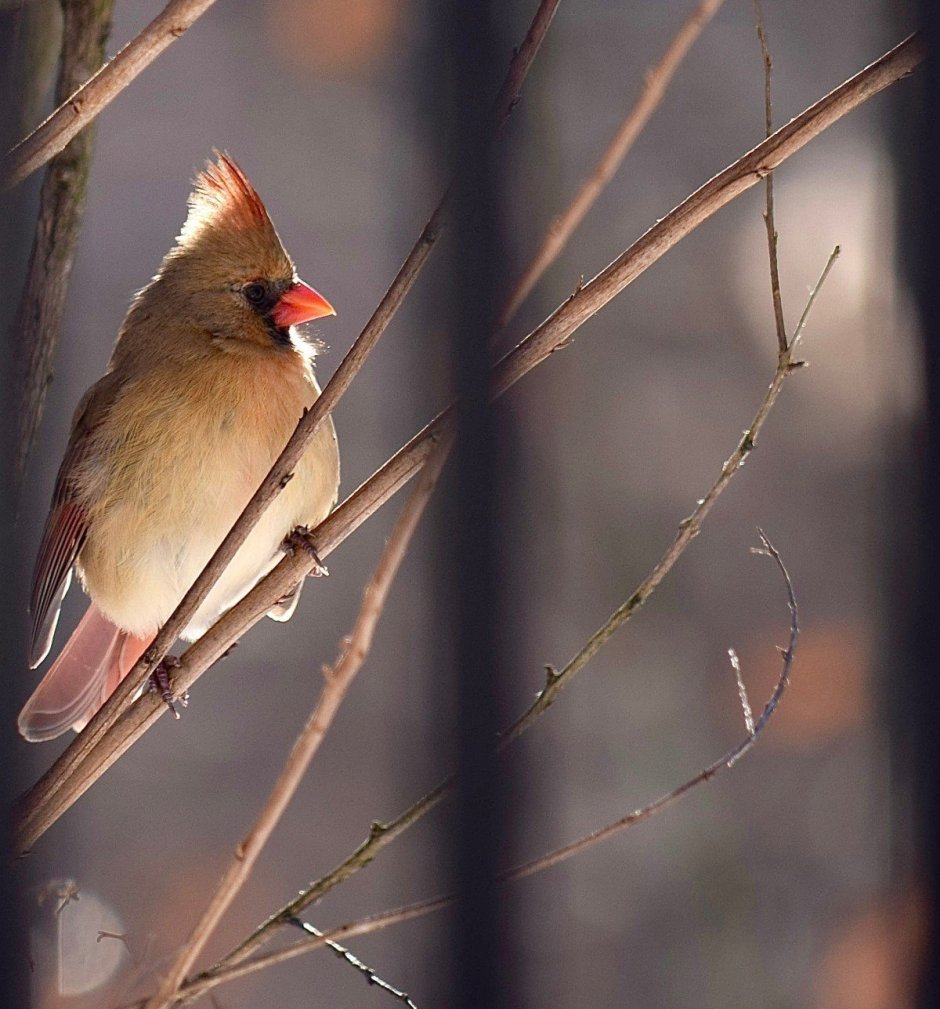 Птицы с хохолком Зяблик