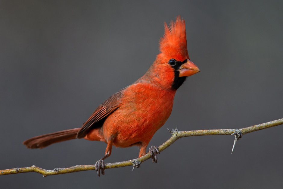 Хохлатый Кардинал