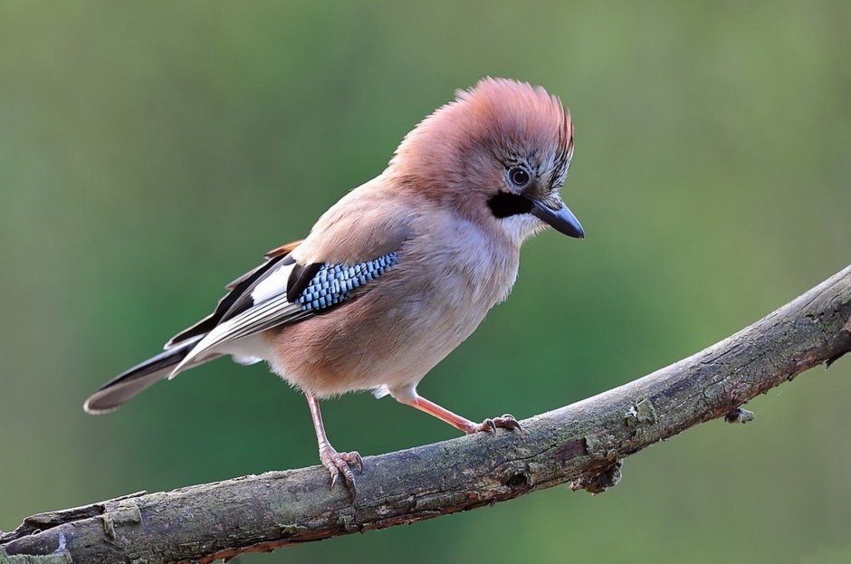 Сорокопут свиристель