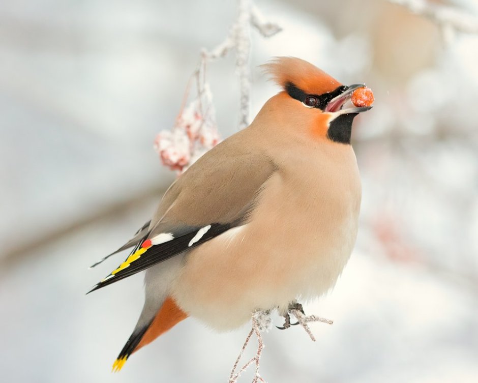 Сорокопутовый свиристель