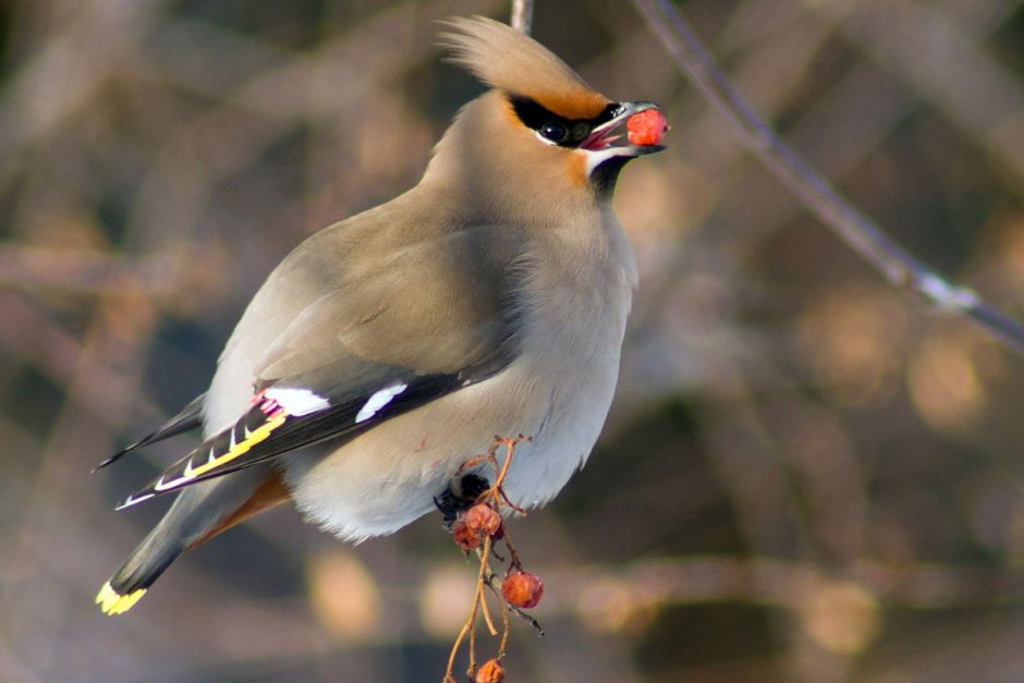 Свиристель зимующая птица