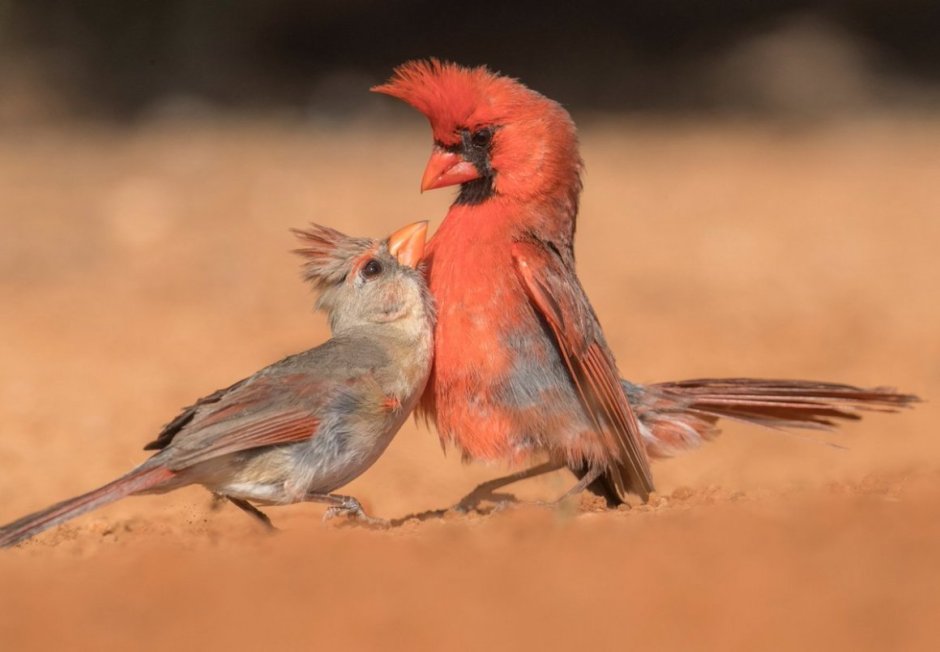 Птица с оранжевым хохолком