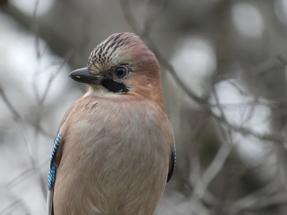 Лесная Сойка с хохолком