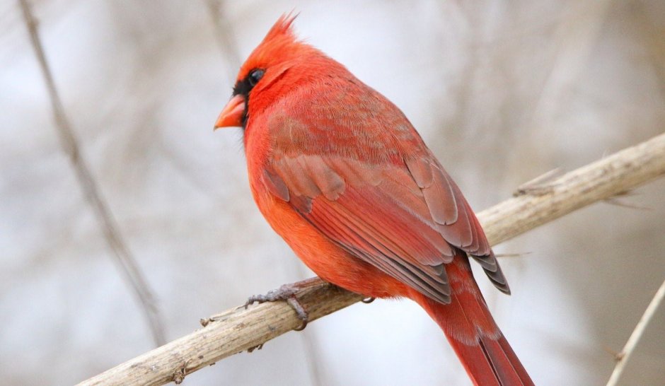 Певчая птица Кардинал