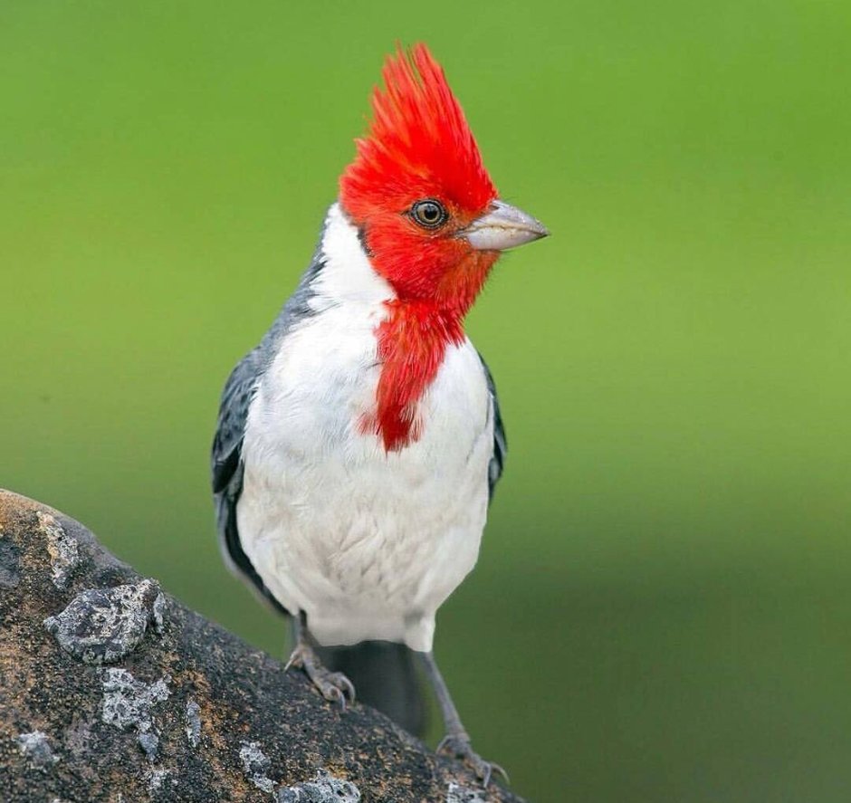 Red-Crested Cardinal