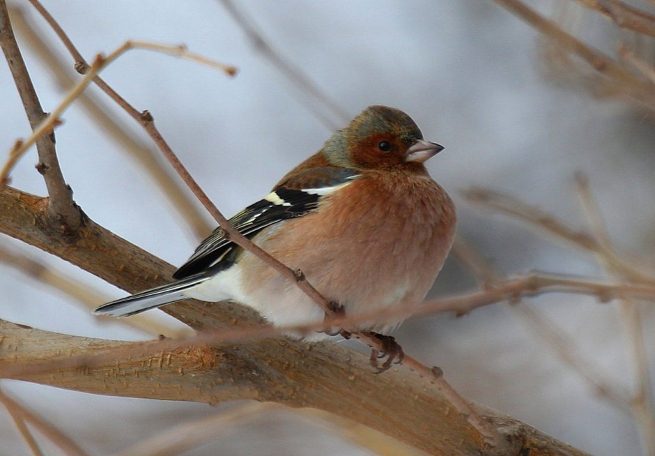 Птицы с хохолком Зяблик