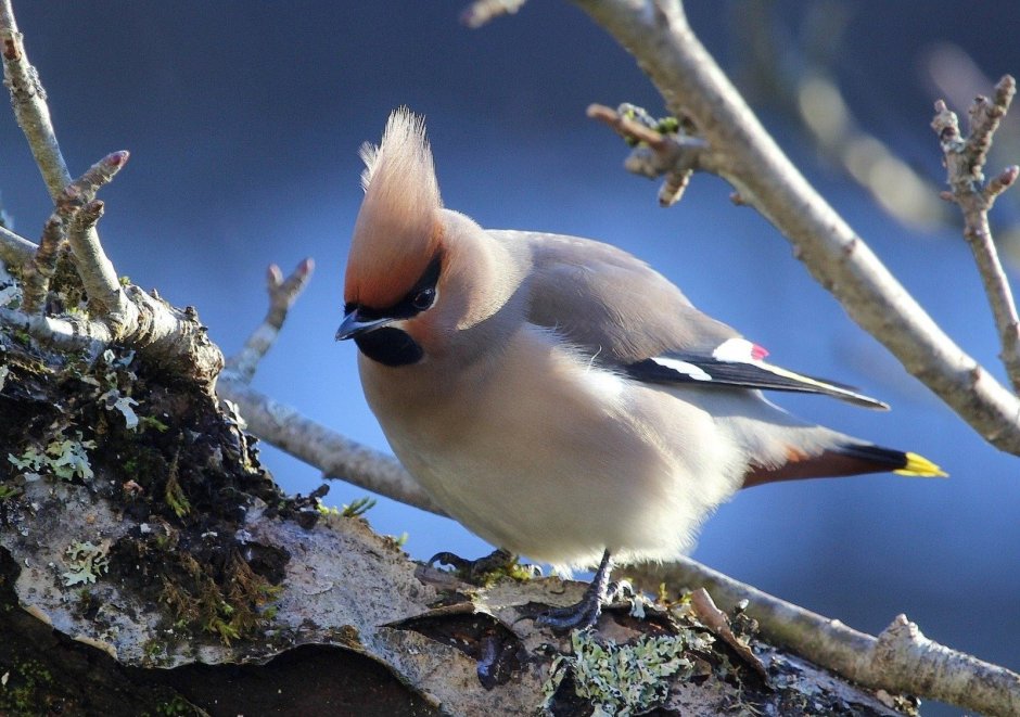 Свиристель (Ampelis garrulus)