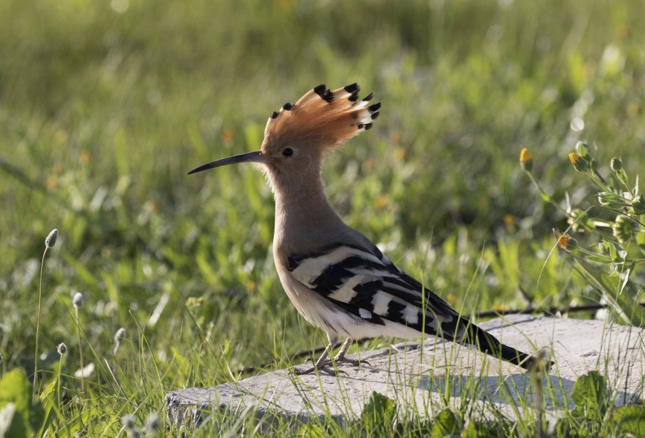 Удод Дальневосточный