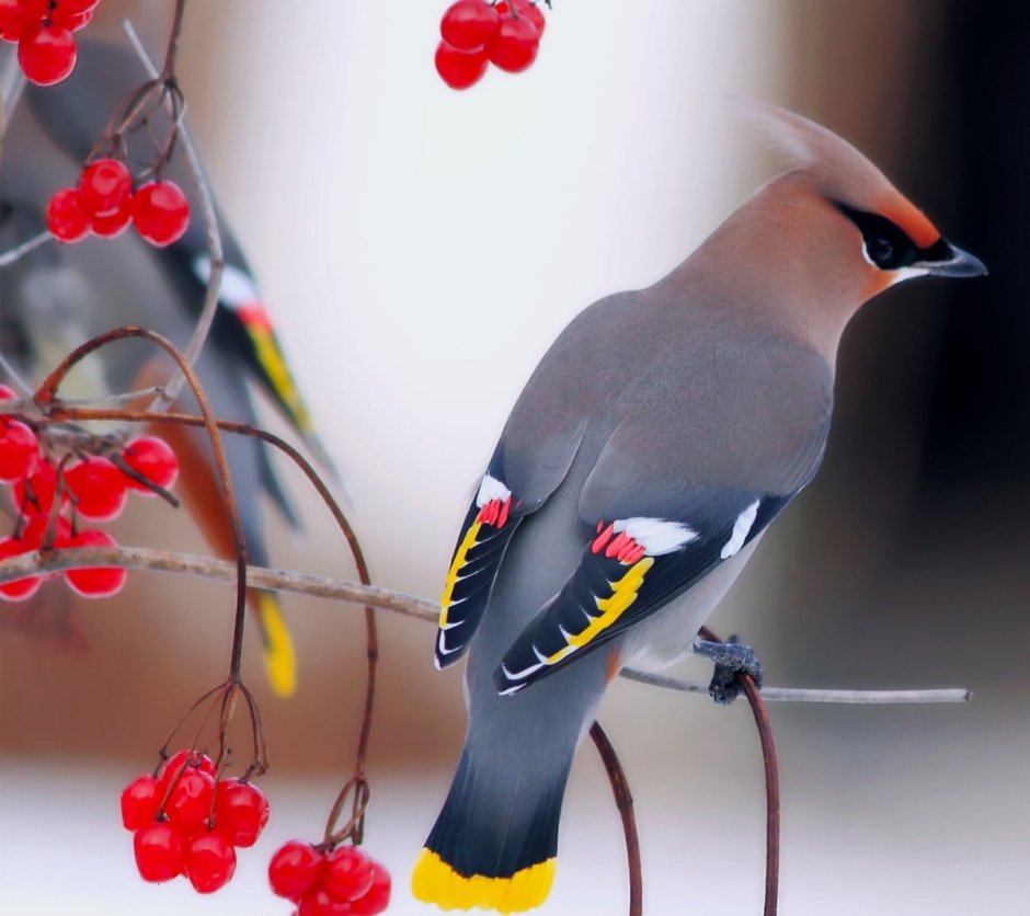 Bohemian Waxwing птица