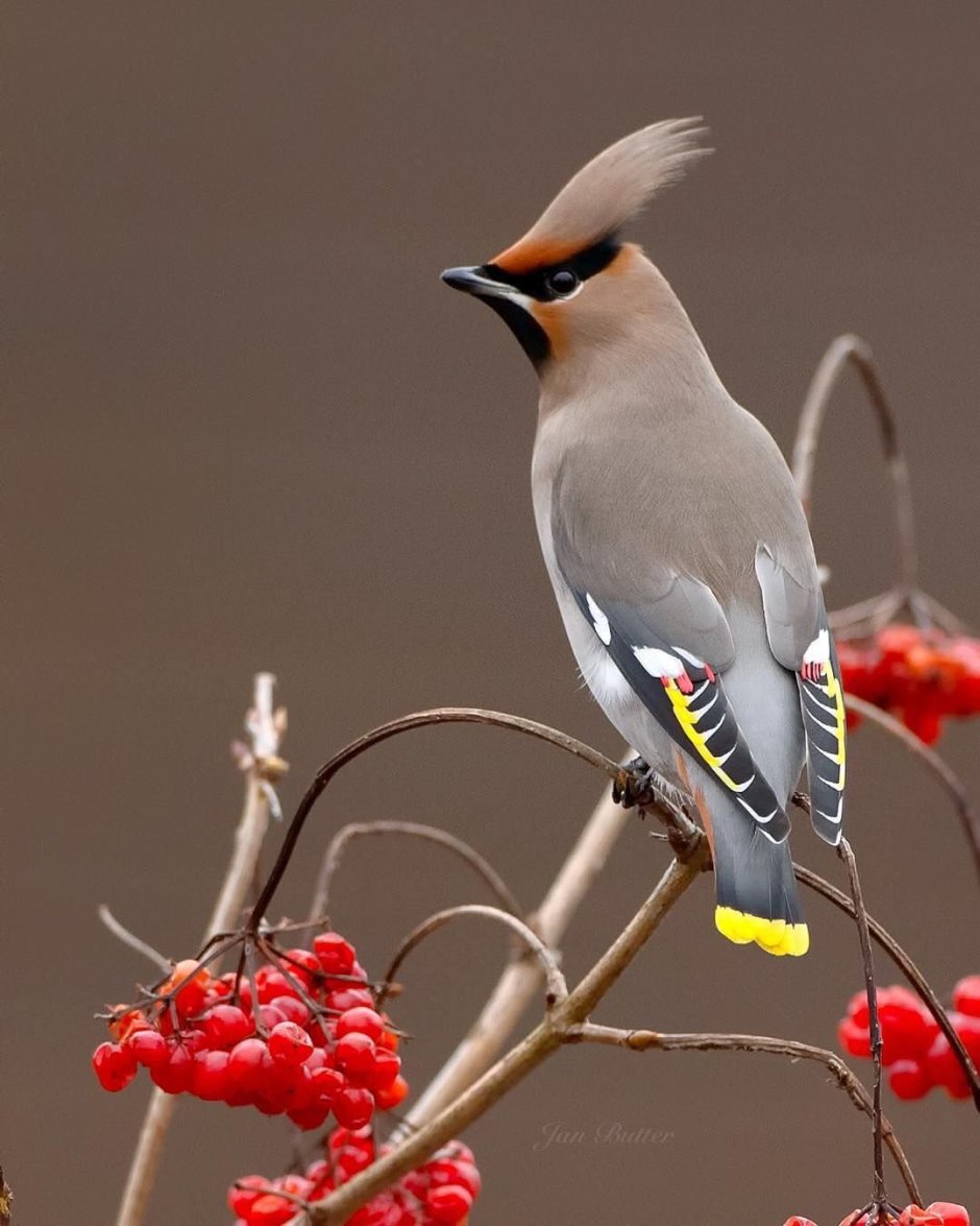 Дрозд свиристель Крымский