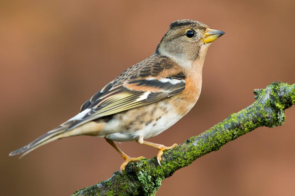 Вьюрок обыкновенный