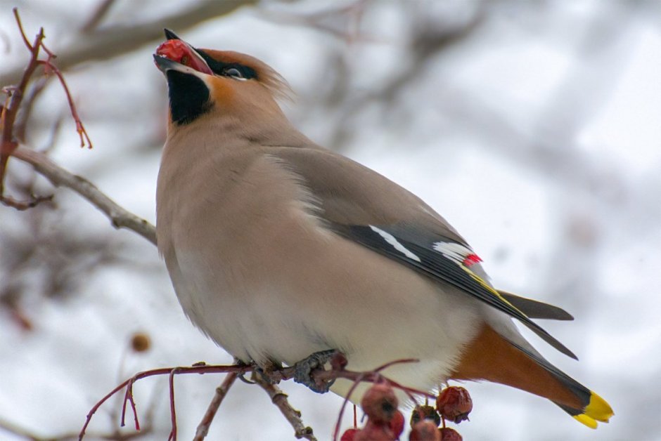 Свиристель обыкновенный