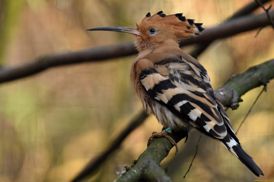 Лесные удоды