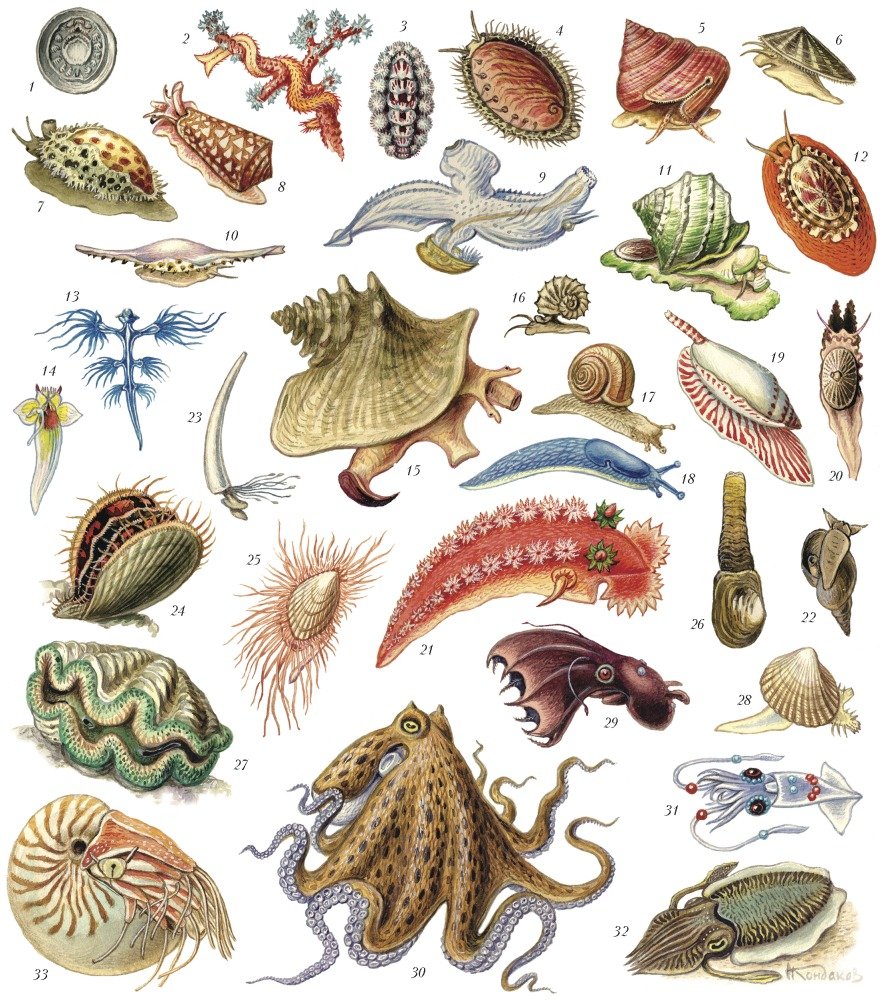 Моллюски животные
