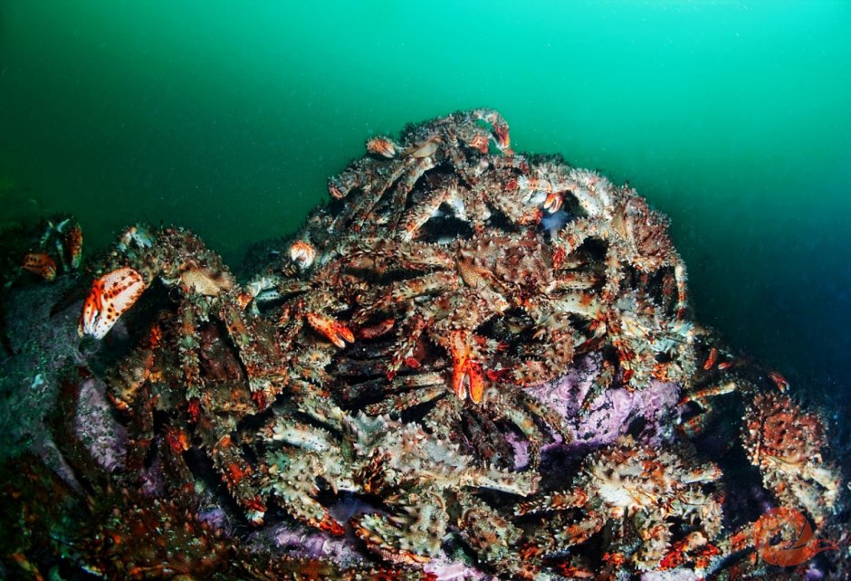 Подводный мир Баренцева моря