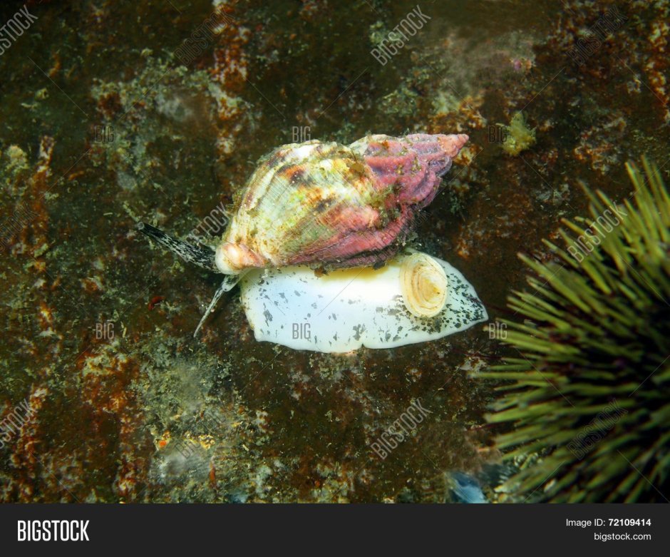 Ракушки Баренцева моря