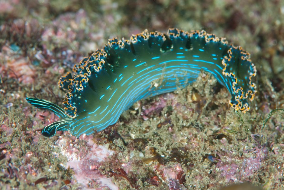 Элизия моллюск