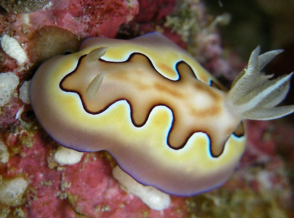Хромодорис Chromodoris coi