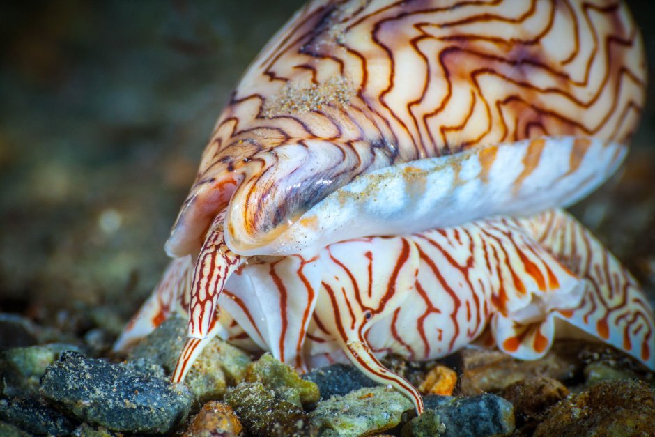 Амория улитка