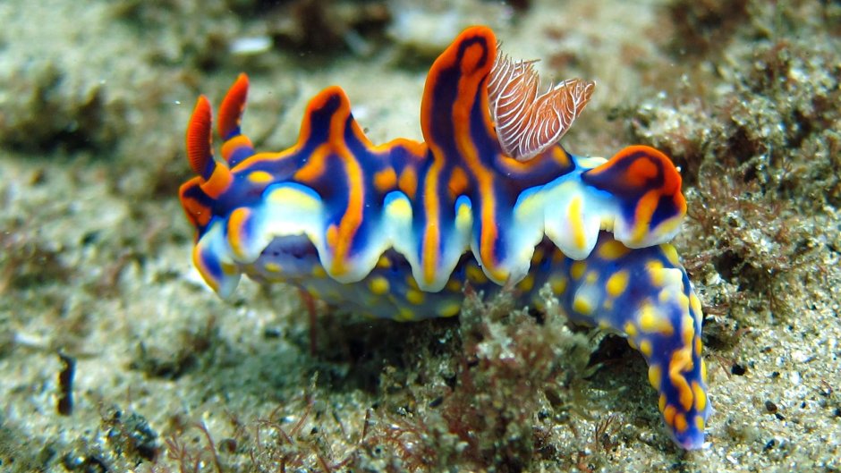 Неоновый Голожаберный моллюск