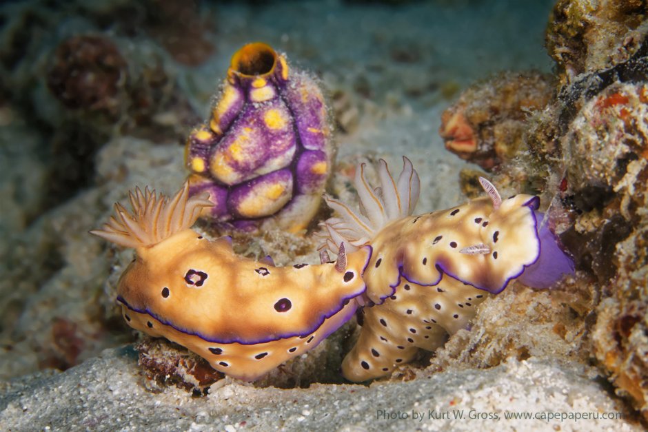 Морское животное на б