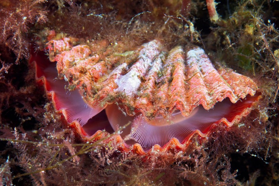 Коптотирис Адамса