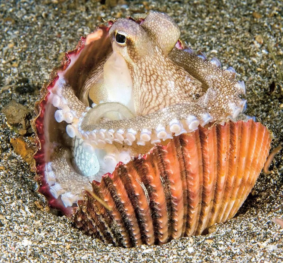 Раковинный Спрут