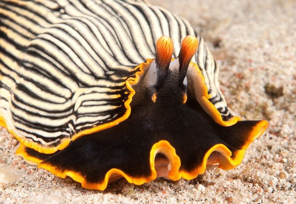 Морской СЛИЗЕНЬ Голожаберный моллюск