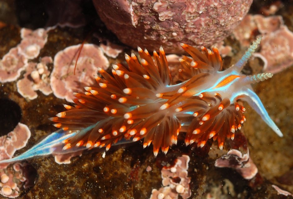 Моллюск Hermissenda crassicornis.