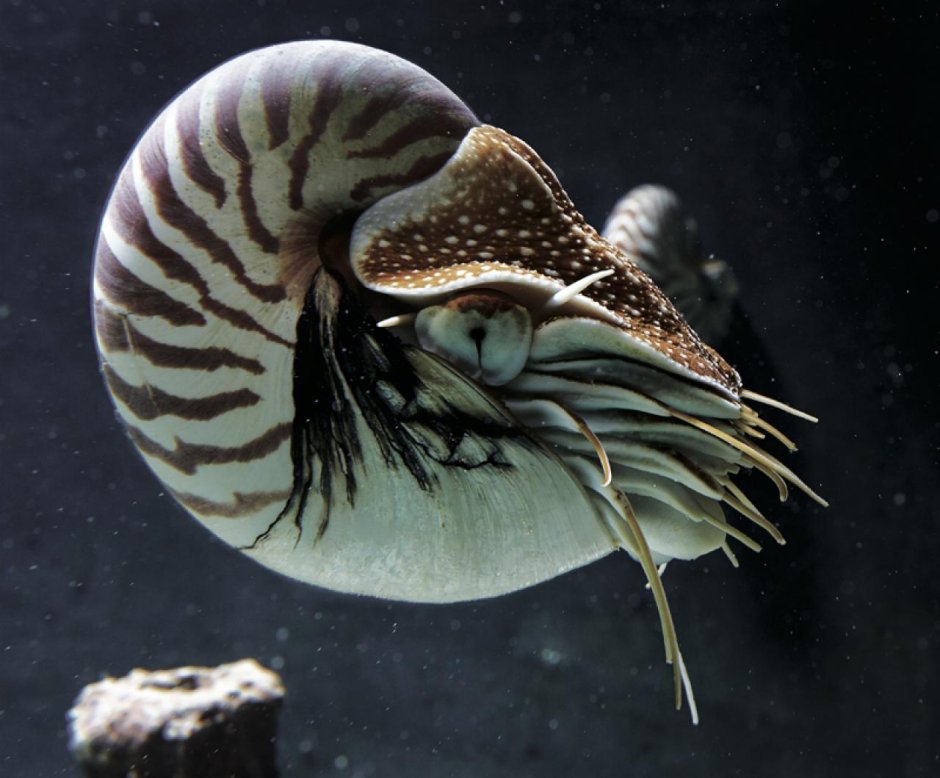 Наутилус (род)