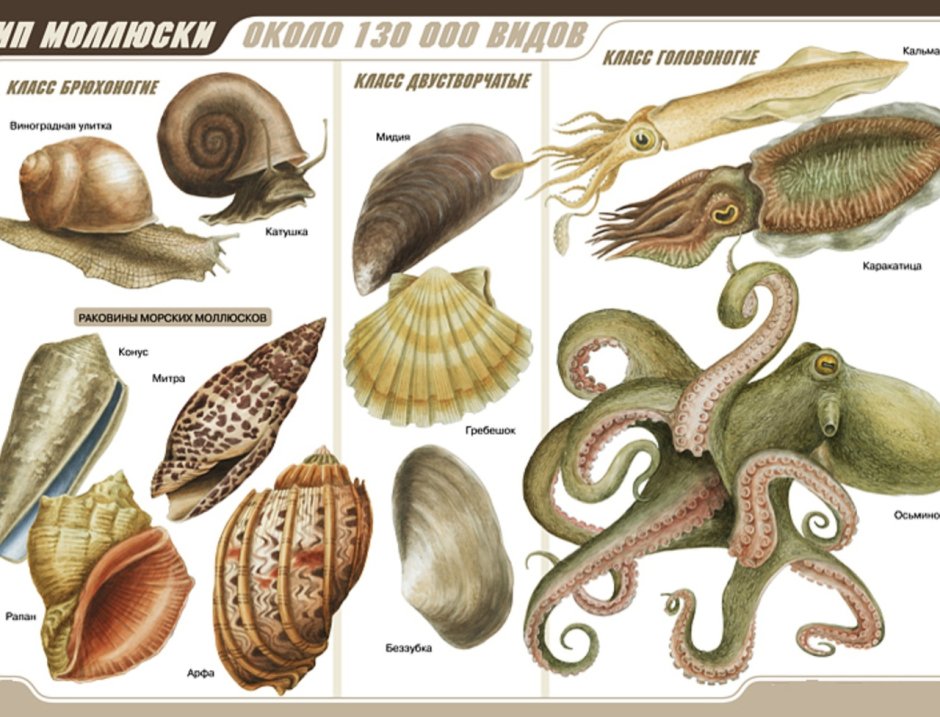 Двухстворчатые и брюхоногие моллюски