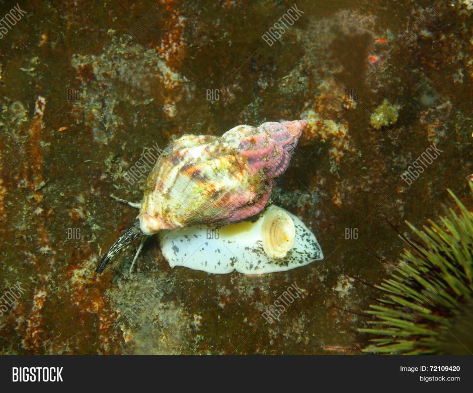 Мидии Баренцева моря