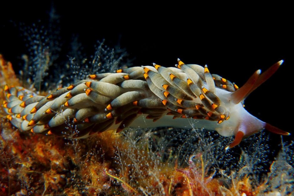 Голожаберные (Nudibranchia)