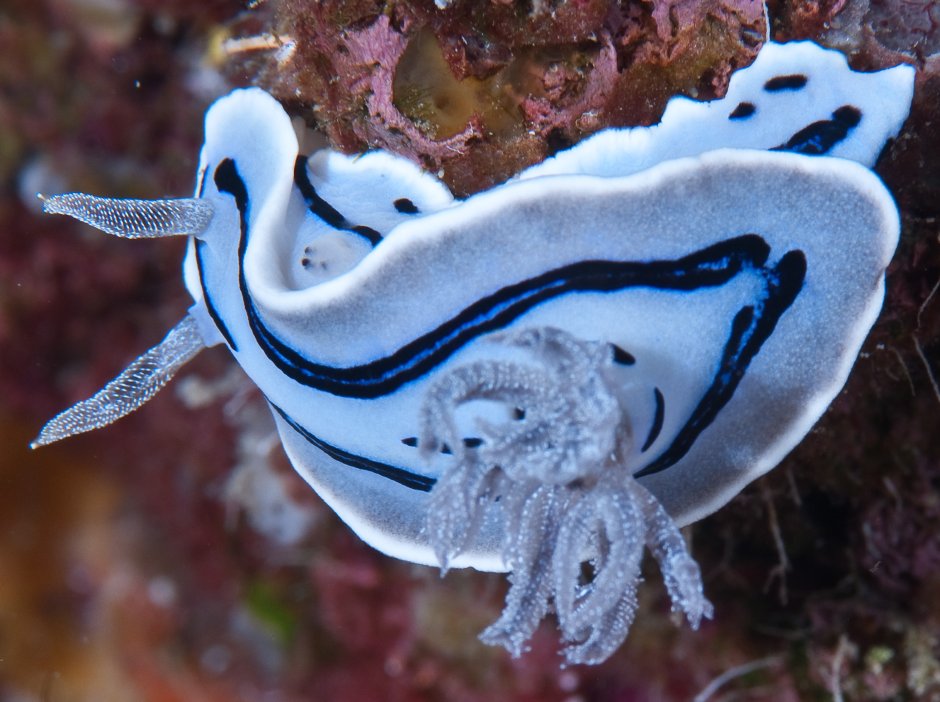 Голожаберный моллюск хромодорис Виллани