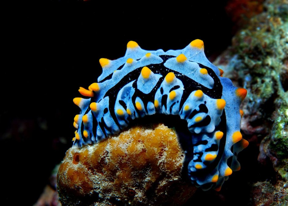 Голожаберные (Nudibranchia)