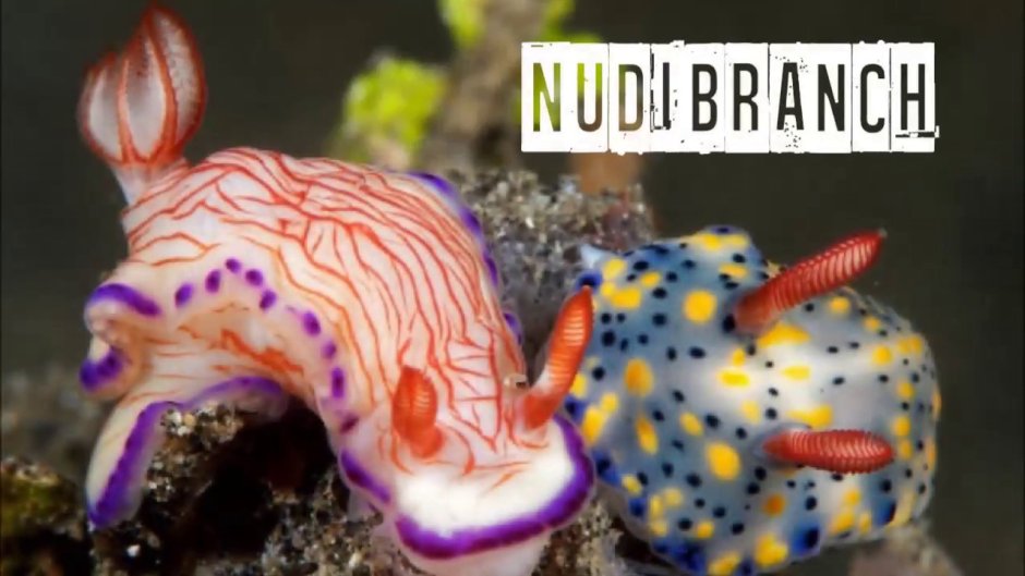 Дракон Сулавеси