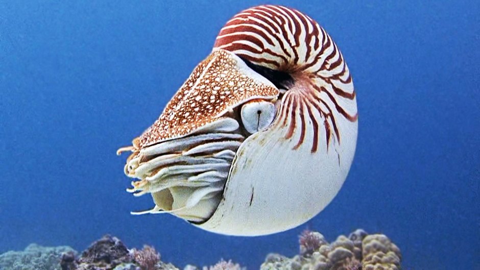 Головоногие моллюски Наутилус