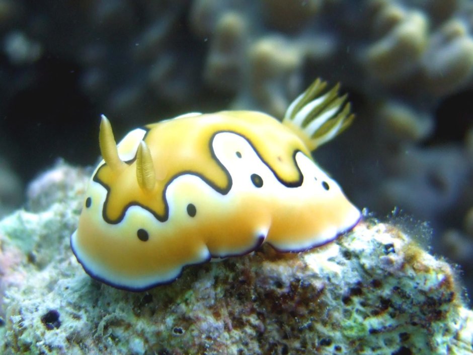 Морские желтые слизняки