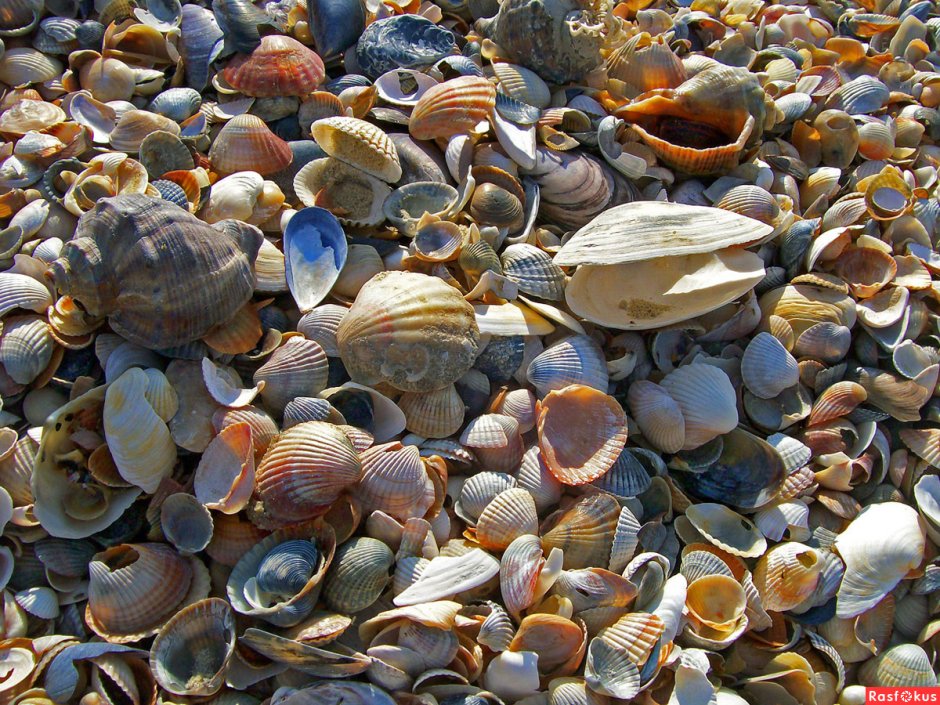 Рапаны черного моря