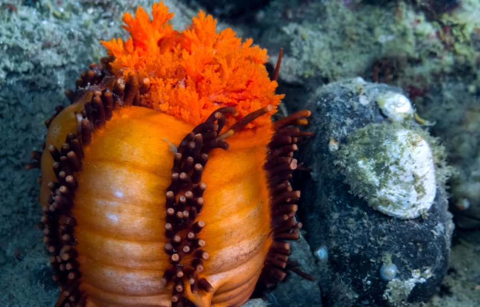 Кукумария и трепанг