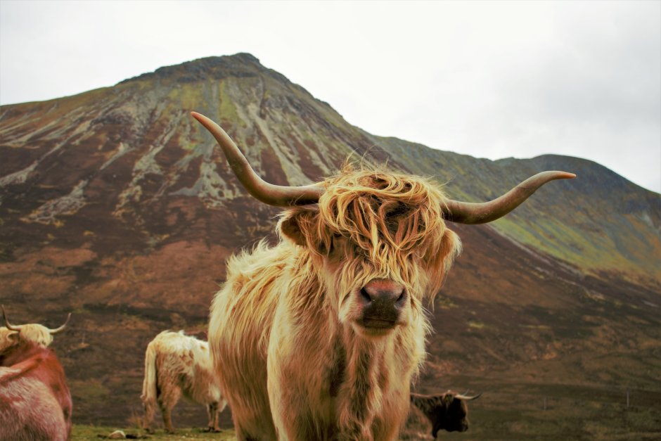 Highland Cattle Cow