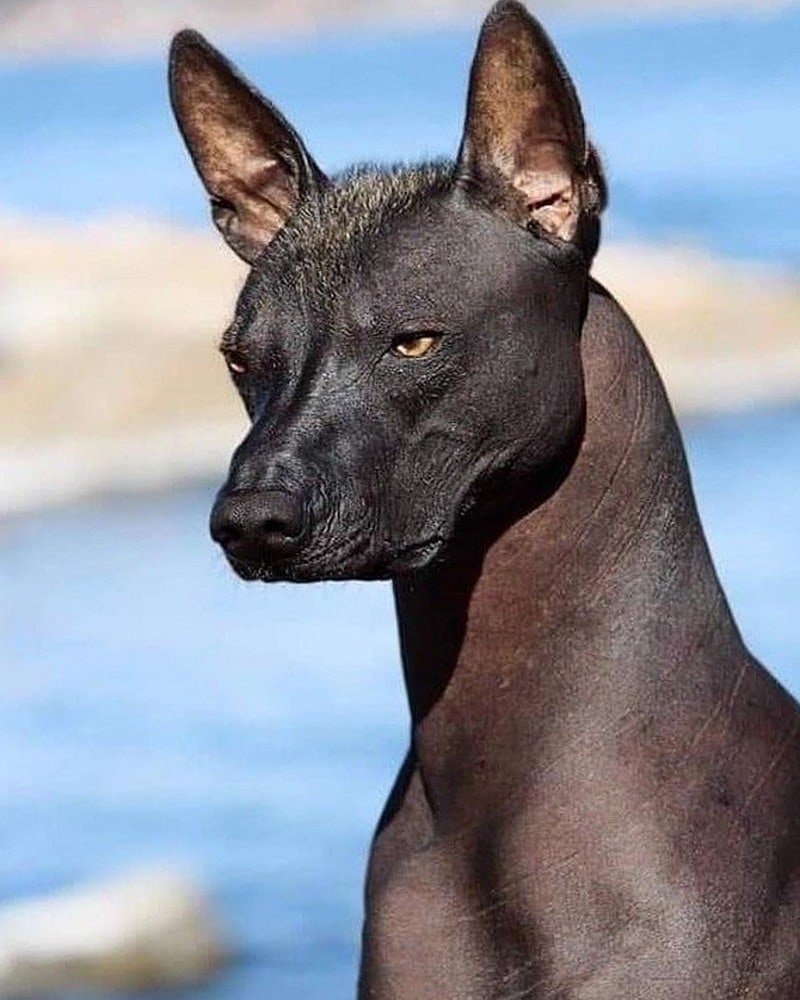 Ксолоитцкуинтли Анубиса Анубис