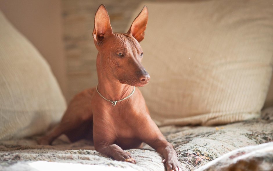 Ксолоитцкуинтли - Орхидея инков