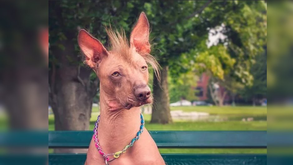 Перуанская Орхидея инков