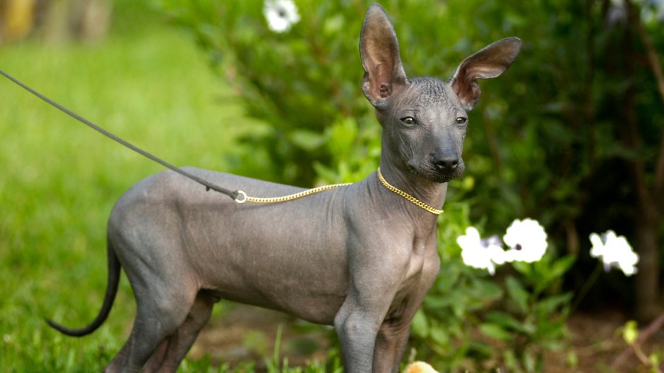 Ксоло мини собака