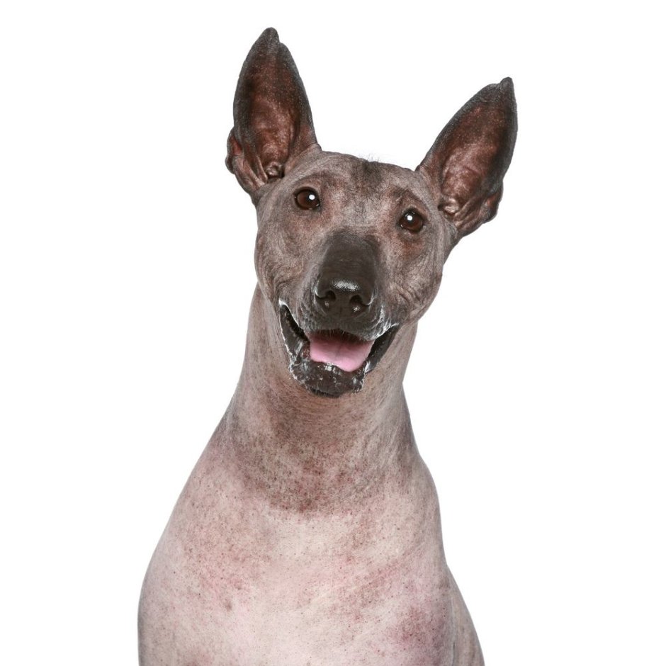 Собака без волос