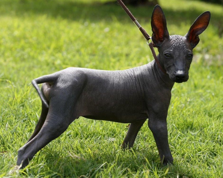 Собака сфинкс порода