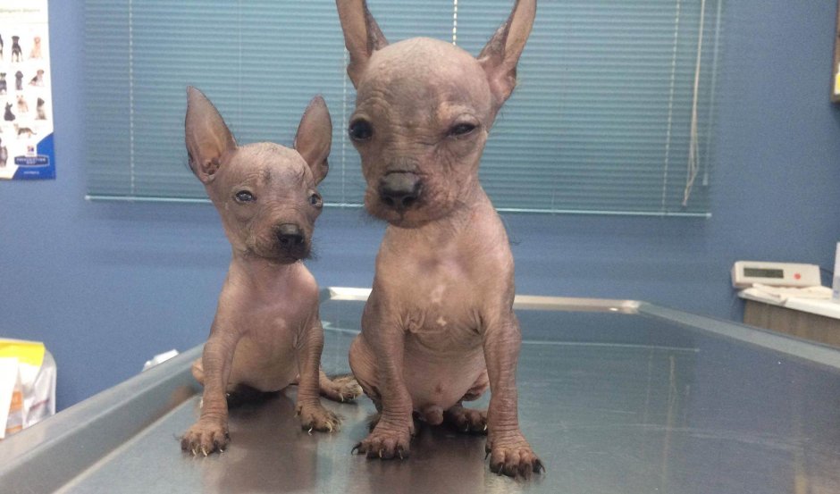 Перуанская Орхидея инков собака питомник