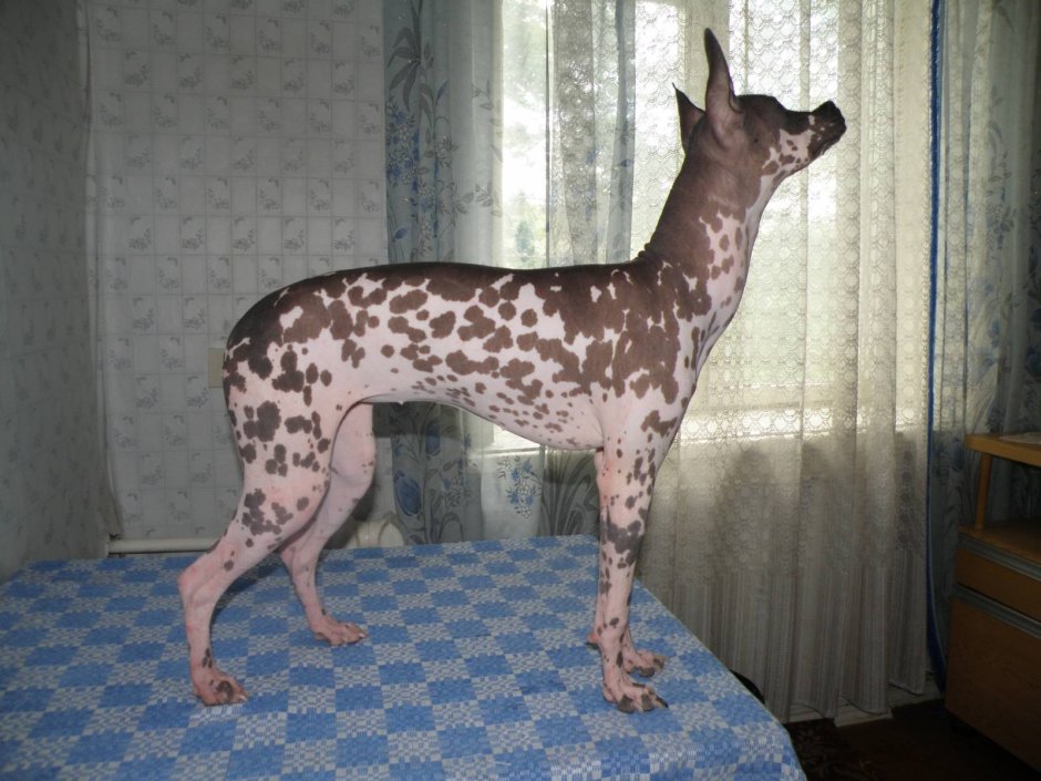 ￼ 1 / 4 Перуанская Орхидея