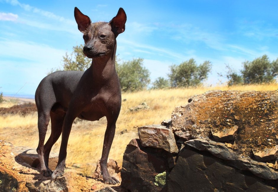 Перуанская Орхидея инков